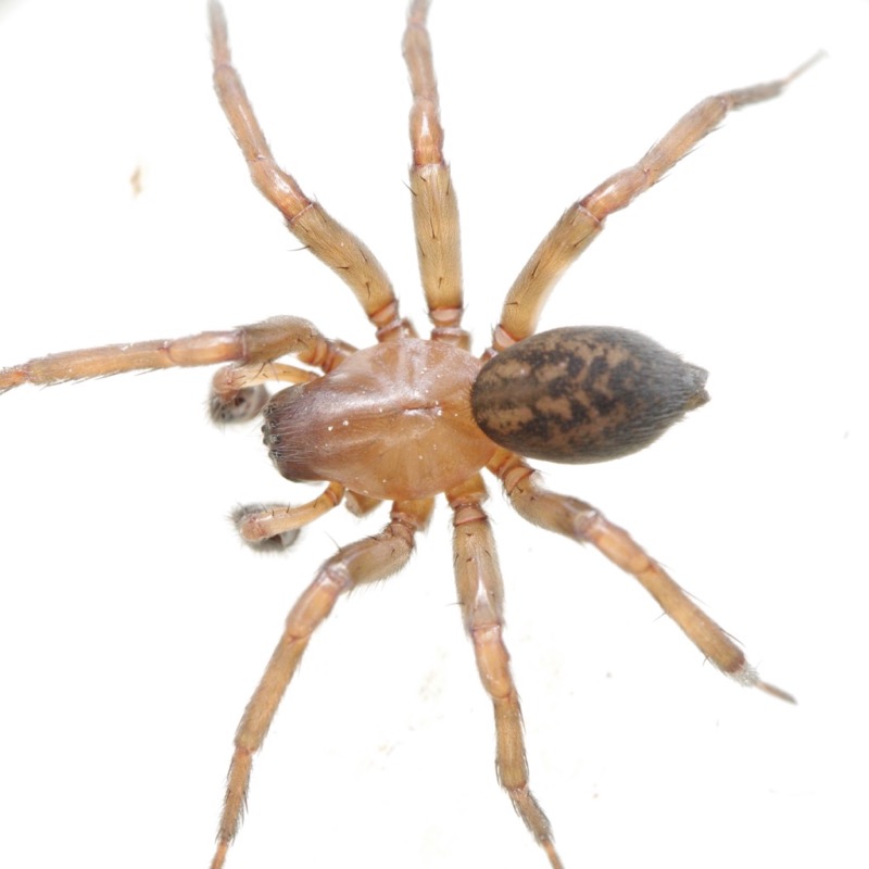 A2162